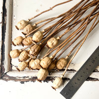 Naturally Dried Poppy Pods / Papaver - natural brown