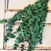 Preserved Eucalyptus / Gum
