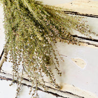 Naturally Dried / Preserved Tea Tree | Titree - natural green