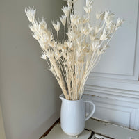 Naturally Dried / Coloured Nigella Flower