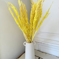 Naturally Dried / Coloured Oat / Avena