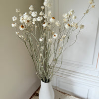 Naturally Dried Mini Everlasting Paper Daisy / Ammobium Daisy / Winged Everlasting - White