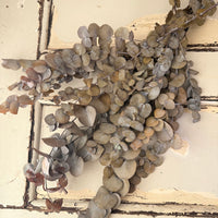 Preserved Eucalyptus / Gum