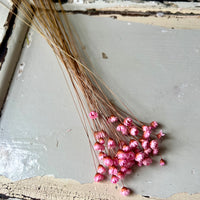 Dried Little Star / Baby Blue / Stardust / Baby Daisy / Star Daisy / Glixia