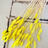 Dried Phalaris