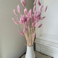 Dried Bunny Tail / Lagurus Ovatus