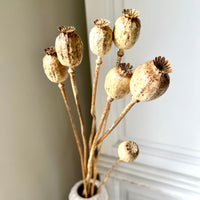 Naturally Dried Poppy Pods / Papaver - natural brown