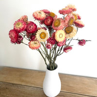 Naturally Dried Strawflower Daisy flower bunch - Helichrysum / Everlasting / Paper Daisy - stems / heads