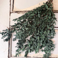Preserved Eucalyptus / Gum