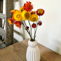Naturally Dried Strawflower Daisy flower bunch - Helichrysum / Everlasting / Paper Daisy - stems / heads