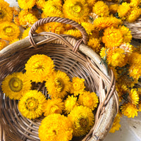 Naturally Dried Strawflower Daisy flower bunch - Helichrysum / Everlasting / Paper Daisy - stems / heads