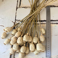 Dried Poppy Pods / Papaver - natural brown