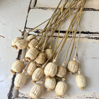 Dried Poppy Pods / Papaver - natural brown