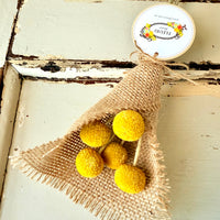 Everlasting Naturally Dried Billy Button Bouquet