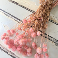 Preserved Scabiosa Pods