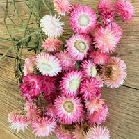 Naturally Dried Strawflower Daisy flower bunch - Helichrysum / Everlasting / Paper Daisy - stems / heads