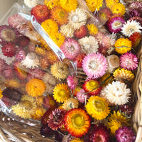 Naturally Dried Strawflower Daisy flower bunch - Helichrysum / Everlasting / Paper Daisy - stems / heads