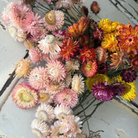 Naturally Dried Strawflower Daisy flower bunch - Helichrysum / Everlasting / Paper Daisy - stems / heads