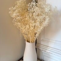 Preserved Broom Bloom / Genista