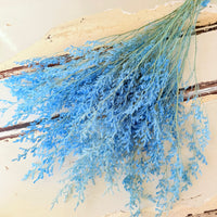 Soft / Vivid Hue Preserved Limonium | Misty | Sea Lavender
