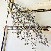 Dried Strillingia with pods