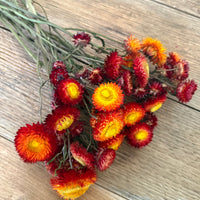 Naturally Dried Strawflower Daisy flower bunch - Helichrysum / Everlasting / Paper Daisy - stems / heads