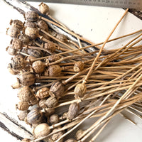 Naturally Dried Poppy Pods* / Papaver - natural brown
