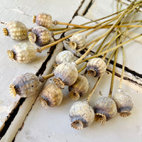 Naturally Dried Poppy Pods / Papaver - natural brown