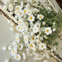 天然干燥的 Rhodanthe 永生雏菊花束