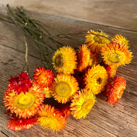 Naturally Dried Strawflower Daisy flower bunch - Helichrysum / Everlasting / Paper Daisy - stems / heads