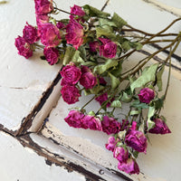 Naturally Dried Spray Rose
