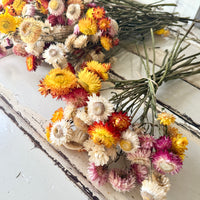 Naturally Dried Strawflower Daisy flower bunch - Helichrysum / Everlasting / Paper Daisy - stems / heads