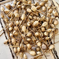 Naturally Dried Poppy Pods / Papaver - natural brown