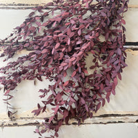 Preserved Eucalyptus / Gum