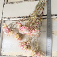 Naturally Dried Blushing Bride - natural pink