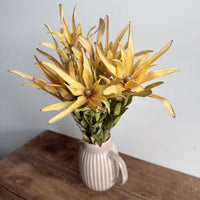 Dried Leucadendron - Australian Native