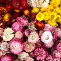 Naturally Dried Strawflower Daisy flower bunch - Helichrysum / Everlasting / Paper Daisy - stems / heads