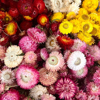 Naturally Dried Helichrysum - Everlasting / Paper Daisy / Strawflower - stems / heads