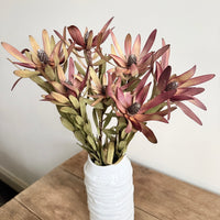 Naturally Dried Leucadendron - Australian Native