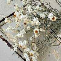 Naturally Dried Mini Everlasting Paper Daisy / Ammobium Daisy / Winged Everlasting - White