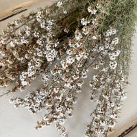 Naturally Dried Ti Tree / Tea Tree - green white
