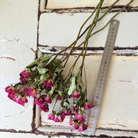 Naturally Dried Spray Rose