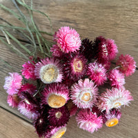Naturally Dried Strawflower Daisy flower bunch - Helichrysum / Everlasting / Paper Daisy - stems / heads
