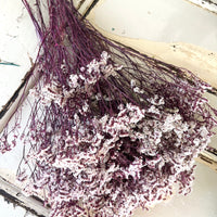 Preserved Crystal Grass / Caspea