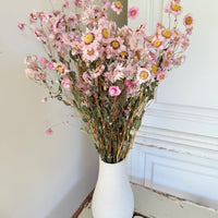 天然干燥的 Rhodanthe 永生雏菊花束