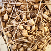 Naturally Dried Poppy Pods* / Papaver - natural brown