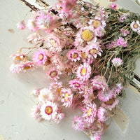 天然干燥的 Rhodanthe 永生雏菊花束