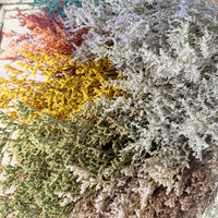 Naturally Dried / Prserved Misty | Limonium | Sea Lavender