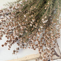 Naturally Dried Ti Tree / Tea Tree - green white