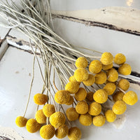 Everlasting Naturally Dried Billy Button Bouquet